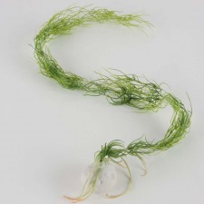 25"WATER GRASS A60