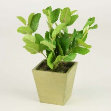 8.5" METNA SHRUB POTTED AQUA