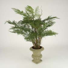 31"PLST PLUMOSAS FERN W/POT