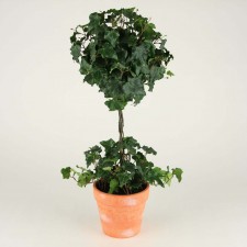 24" SUM.IVY BALL TOPPIARY GRN