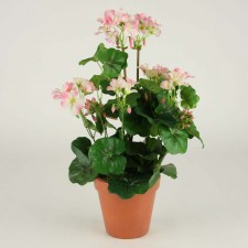 MED.GERANIUM POTTED