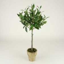 LG BAYLEAF POTTED GREEN