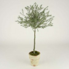 LG ROSEMARY POTTED GREEN
