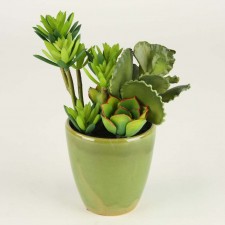 8.5" AEONIUM SIMSII W/POT