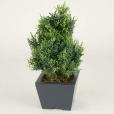 15" CYPRESS TREE