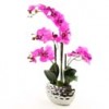 Shinoda Design Center 21-potted-orchid-lavender