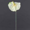 anthuriums
