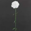 carnations