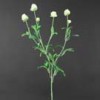 clover