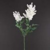 astilbe