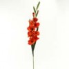 gladiolus