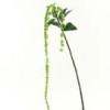 amaranthus