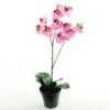 Shinoda Design Center 19-phaleanopsis-potted-m4