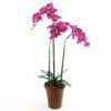 29" PHALAENOPSIS W/POT M25 Shinoda Design Center 29-phalaenopsis-w-pot-m25