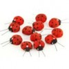 insects