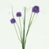 allium