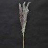 Shinoda Design Center dried-pampas-grass