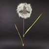 dandelions