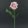 dahlias