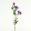 lisianthus