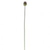 thistle