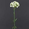 dianthus