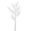 branches