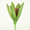 stems