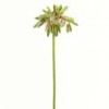 agapanthus
