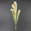 sarracenia