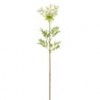 dill-blossom