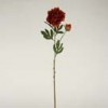 peony