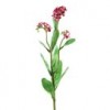 forget-me-nots