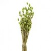 Shinoda Design Center phalaris-lt-green