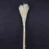 Shinoda Design Center dried-pampas-grass-50-pkg