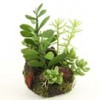 5"X7.5"SUCCULENT GARDEN GRN Shinoda Design Center 5-x7-5-succulent-garden-grn