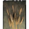 oak-wheat-cattails