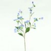 petunia