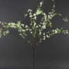 spirea