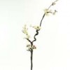 Shinoda Design Center 41-plum-blossom