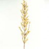 forsythia