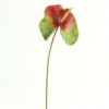 anthuriums
