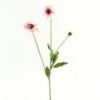 echinacea