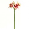 amaryllis