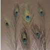 feathers