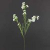 wax-flowers
