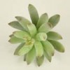 succulence
