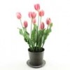 Shinoda Design Center 24-tulip-x8-potted-a4