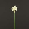 paper-whites