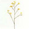 kangaroo-paw